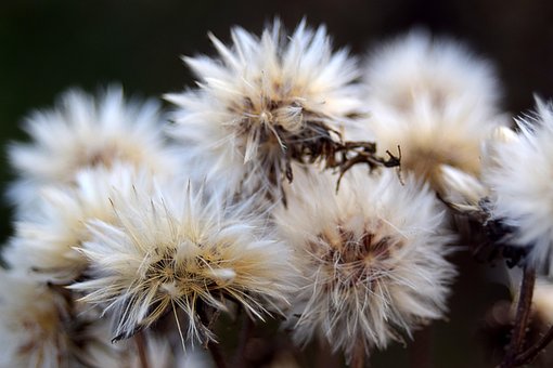 Free Nature Autumn photo and picture