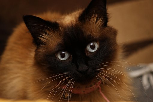Pisica, Animal, Pisica Fata