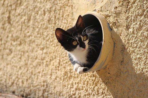 Free Cat Black Cat photo and picture
