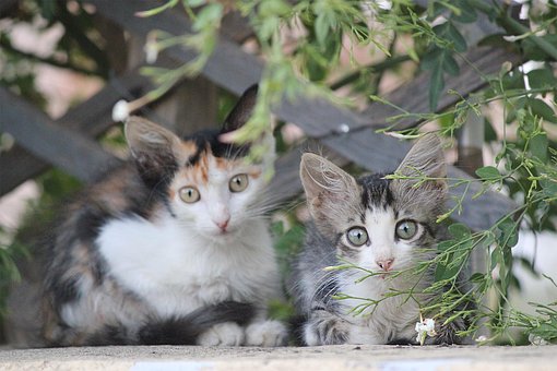 Free Kittens Cats photo and picture