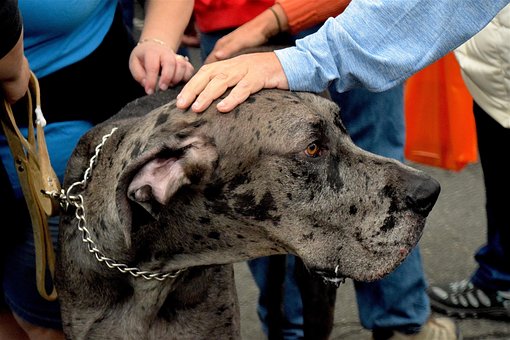 Dogue Allemand, Chien, Grand, Dane