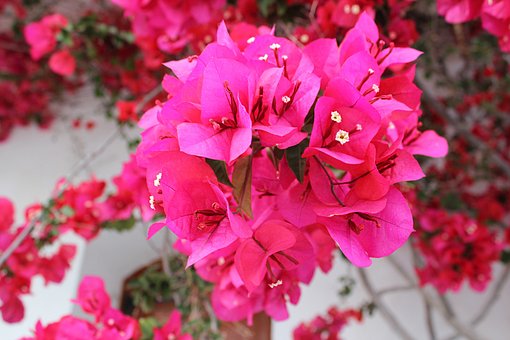 Free Bougainvillea Plant illustration and picture