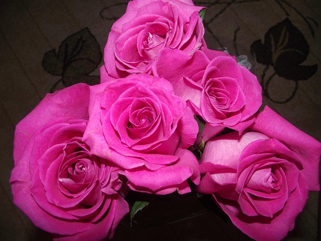 Paarse Rozen, Rose, Rozen, Natuur