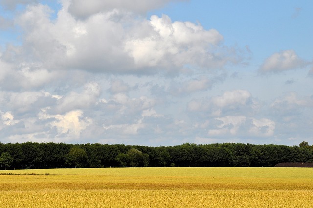 Free Wheat Field photo and picture