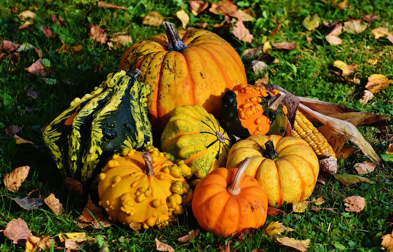 10 000 Kostnadsfria Bilder Med Pumpor Och Halloween Pixabay