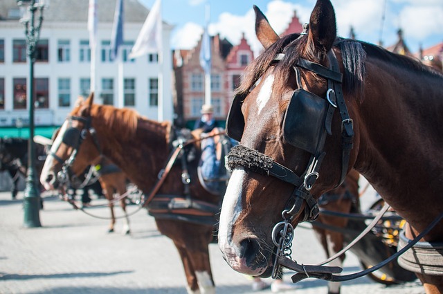 Free Horses Brown photo and picture