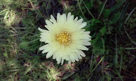 Flor, Florida, Naturaleza, Bloom