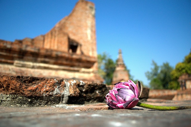 Lotus, Blomst Baggrund, Blomst, Natur