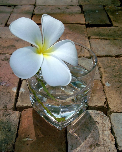 Lan Thom, Blomst, Frangipani