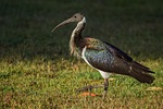 bird, ibis, australia