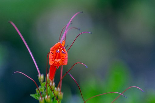 Blume, Delegieren, Draußen