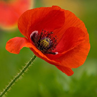 Blume, Mohn, Mildura, Rot, Natur