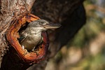 kookaburra, australia, gladstone