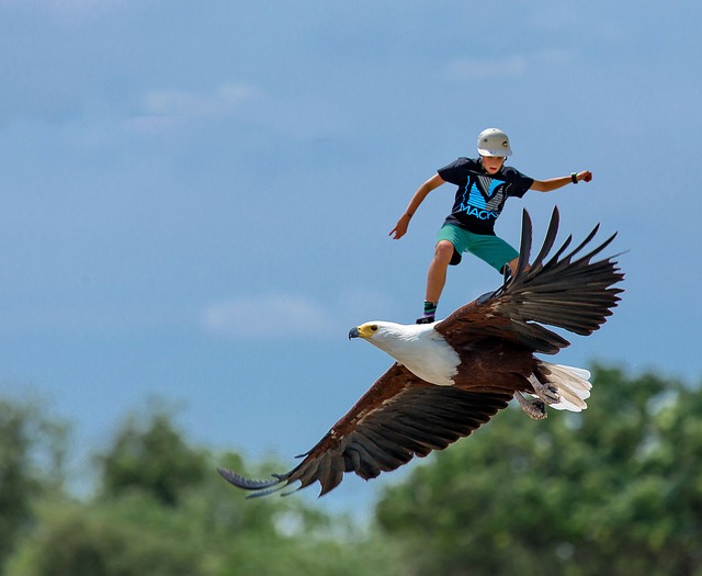 Free Skatebirding Freedom photo and picture