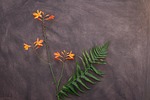 crocosmia, flower, schwertliliengewaechs