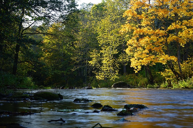 Forest, Herfst, Rivier, Kalm, Boom