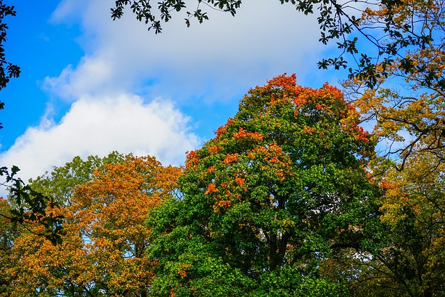 Forest, Herfst, Bomen, Kalm, Gebladerte