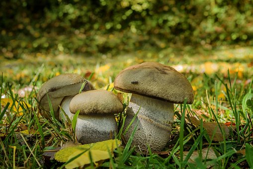 Free Fungus Poplar Bolete photo and picture
