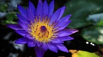 hoi an, the blue lotus, temple