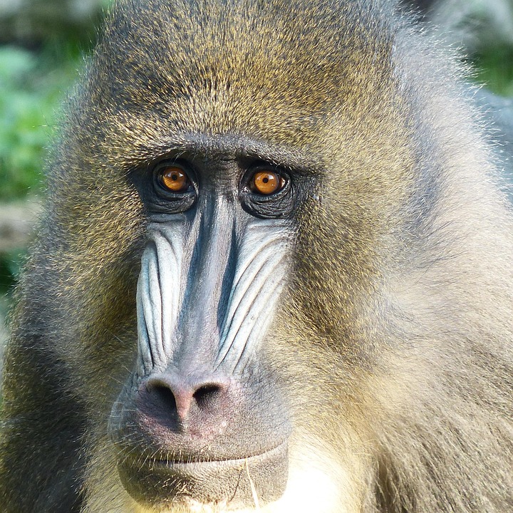 Aap Mandril Dierenportret - Gratis foto op Pixabay
