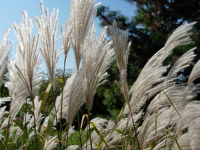 Free Grass Nature photo and picture