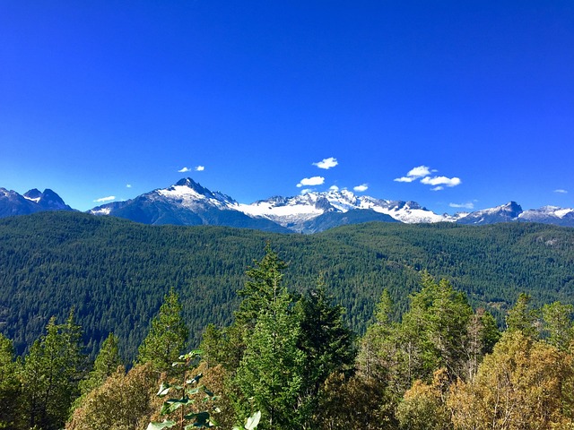 Free Mountain Forest photo and picture