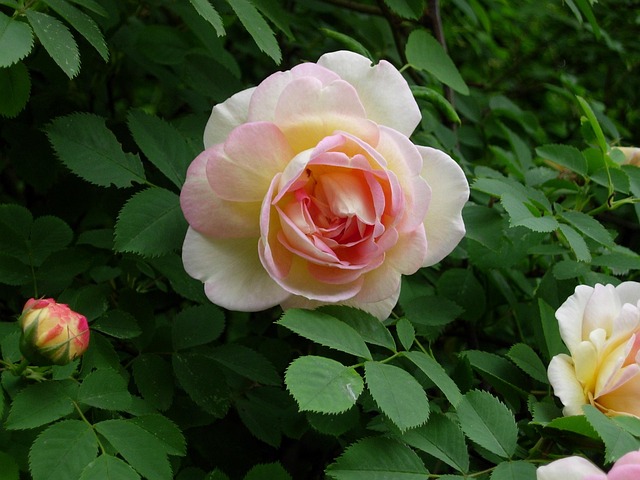Free Rose Flower photo and picture