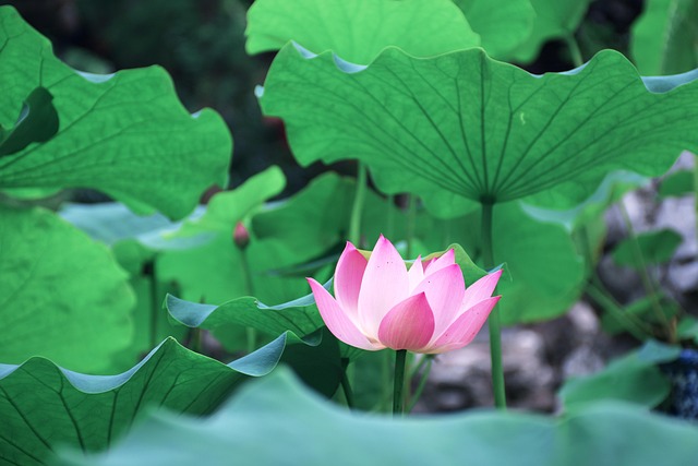 Free Lotus Leaf Green photo and picture