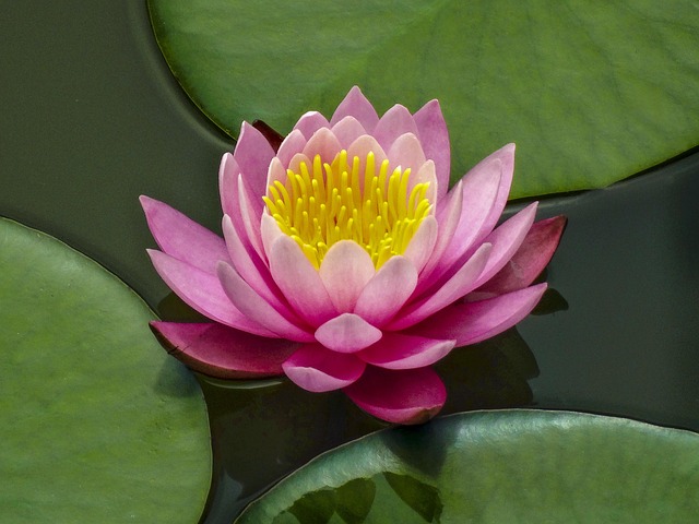 Free Lotus Flower Lotus photo and picture
