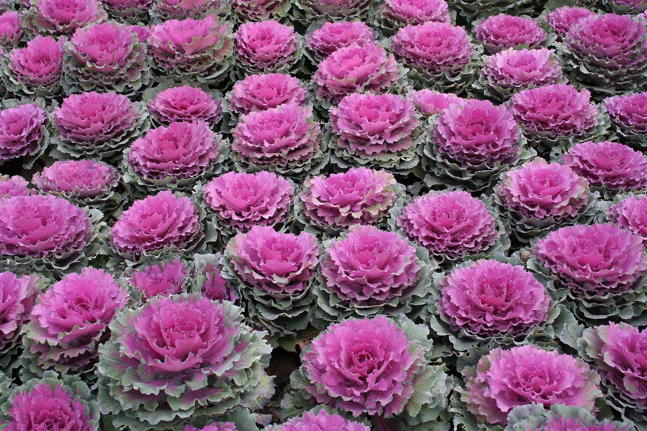 Repolyo Tree Repollo Horticultura - Foto gratis en Pixabay - Pixabay