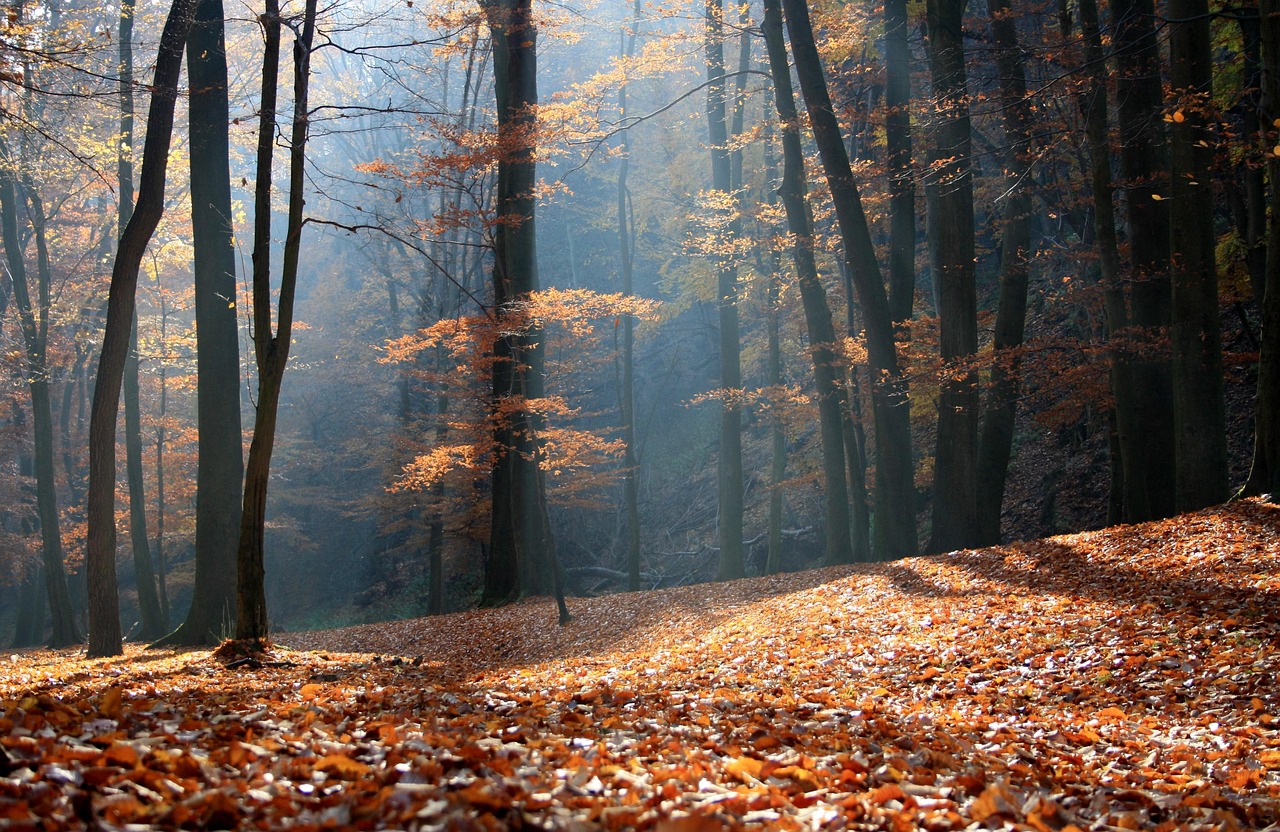 Jesie Las Darmowe Zdj cie Na Pixabay Jesie Las Darmowe Zdj cie Na Pixabay