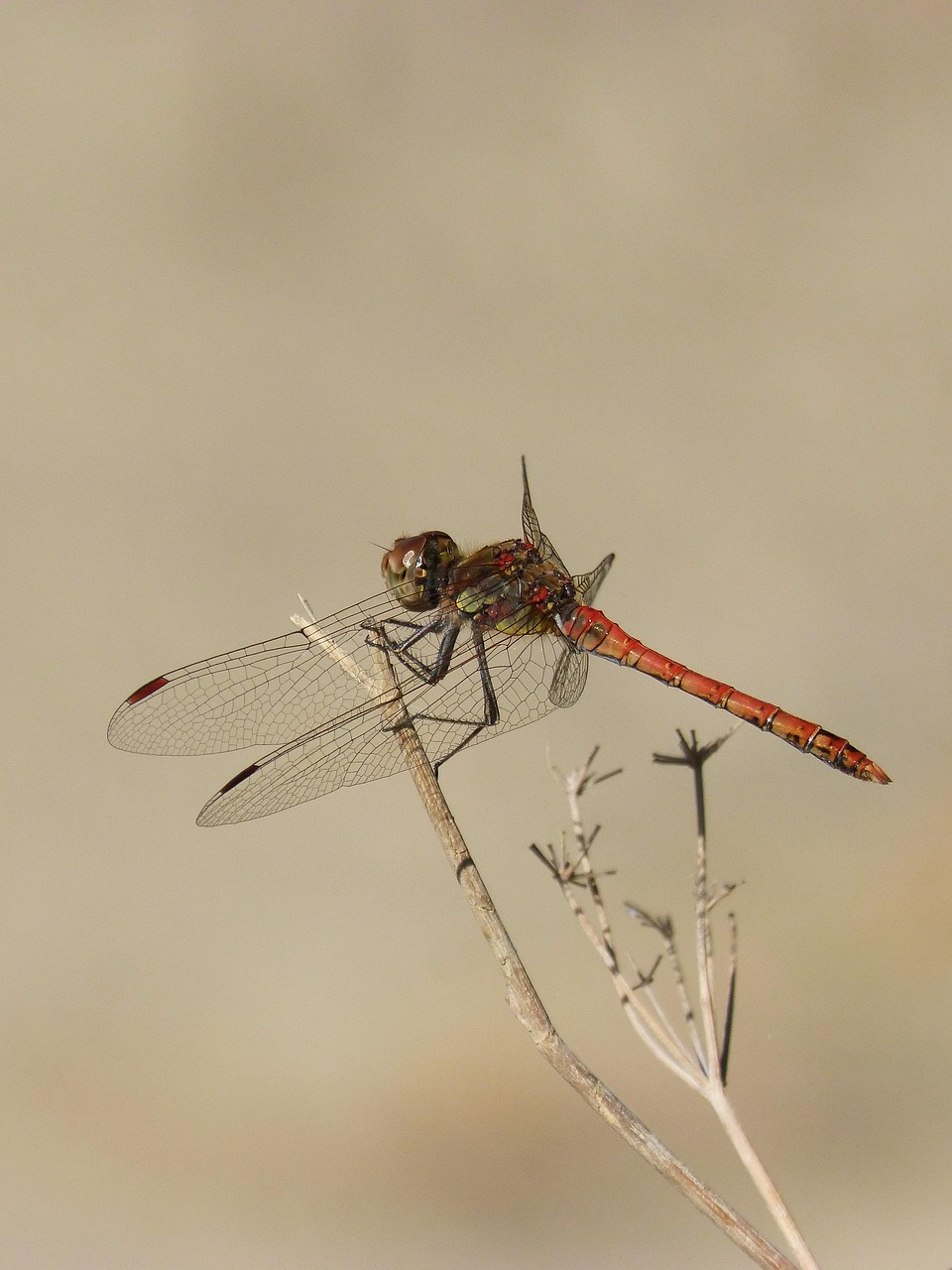 Dragonfly Branch Red - Free photo on Pixabay