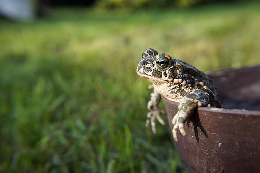 Free Animal Frog photo and picture