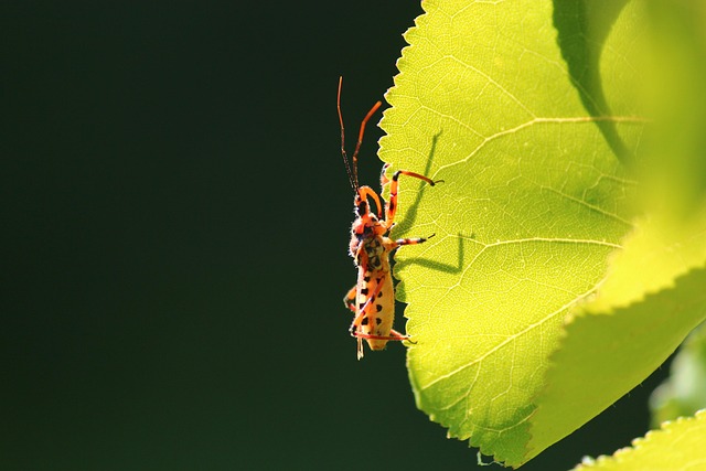 Simplistic Insect Background Page 2 - 4,000+ Free Simple & Background Images - Pixabay