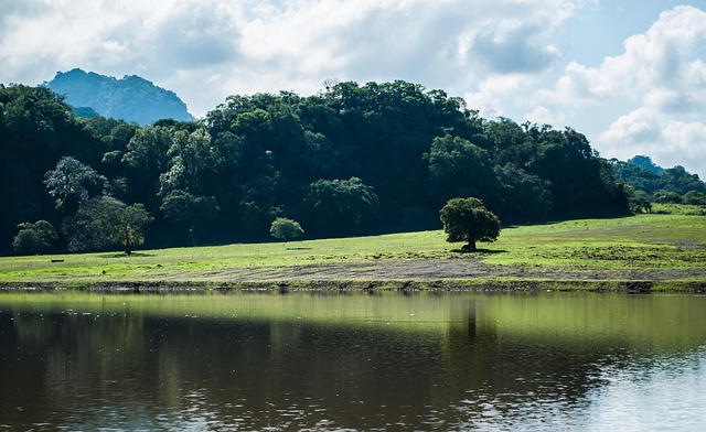 Free Landscape Tree photo and picture