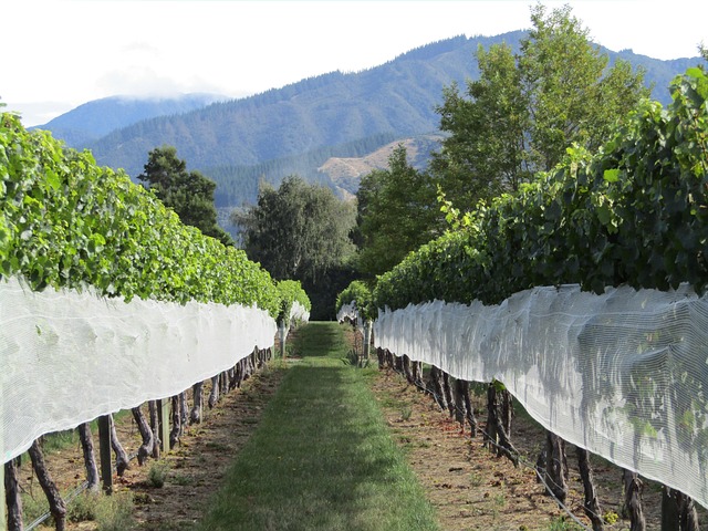 Free Vineyard New Zealand photo and picture