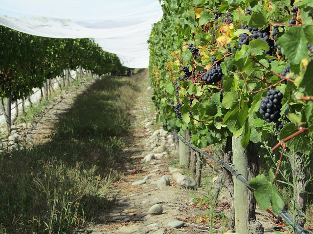 Free Grapes Vineyard photo and picture