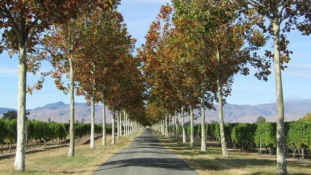 Free Road Trees photo and picture