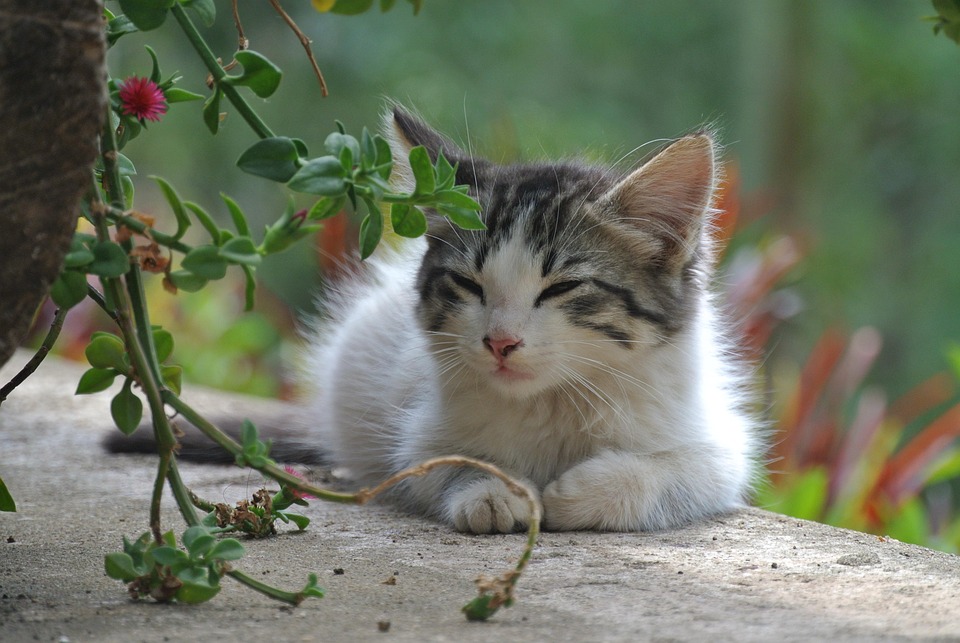 Kat Kitten Huisdier Gratis Foto Op Pixabay