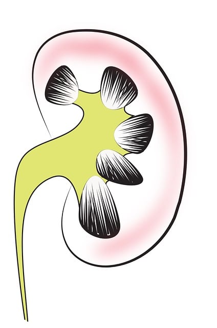 Free kidney renal med illustration