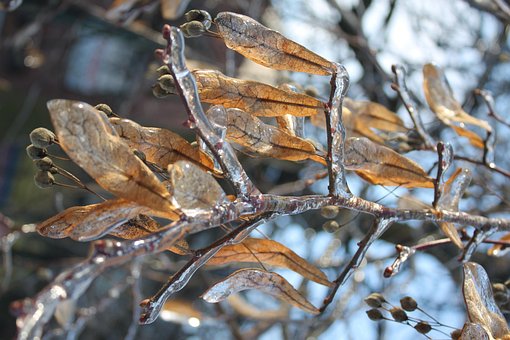 Frost, Copac, Iarna, Natură, Natura