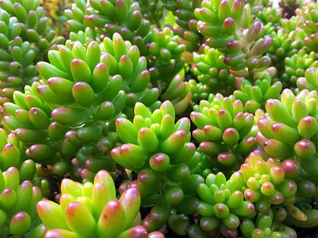 Plante, Grøn, Frisk, Natur, Naturlig