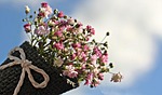 bag gypsofilia seeds, gypsophila, bag
