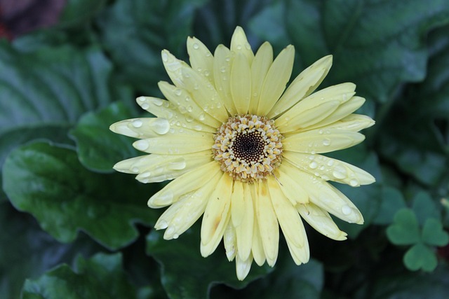 Free Rainy Day Garden photo and picture