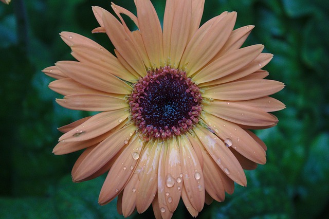 Free Rainy Day Garden photo and picture