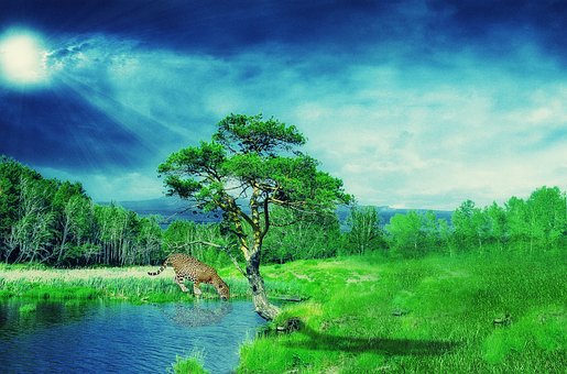 Jaguar, Dyr, Natur, Skog, Kjæledyr, Cat