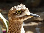 stone curlew, bird, stilt-walker