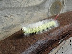 caterpillar, pale tussock, bug