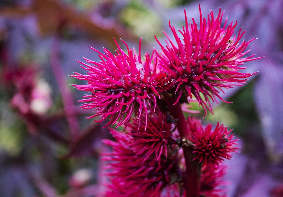 穗植物 蓟 苏格兰蓟 - Pixabay上的免费照片 - Pixabay