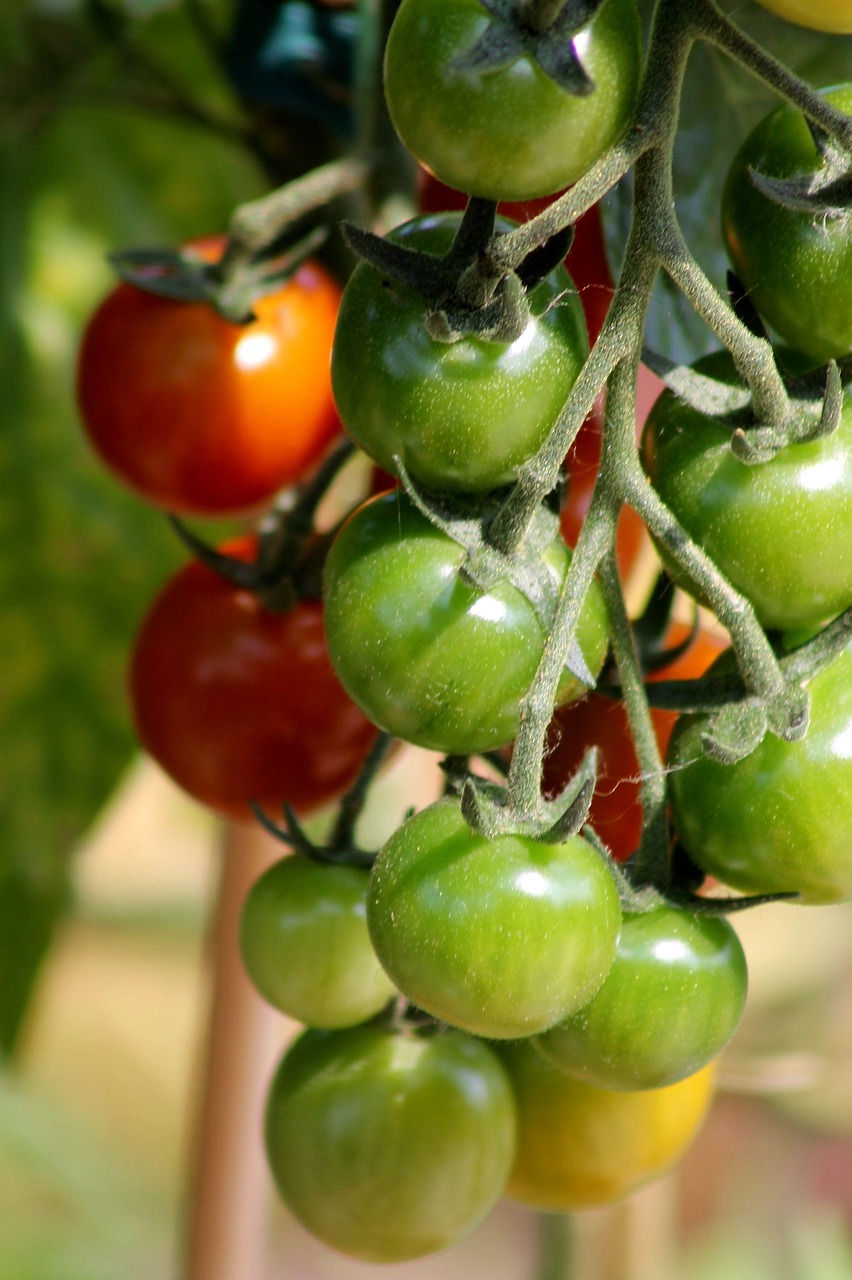 Tomato Fruit Vegetables Free photo on Pixabay Pixabay